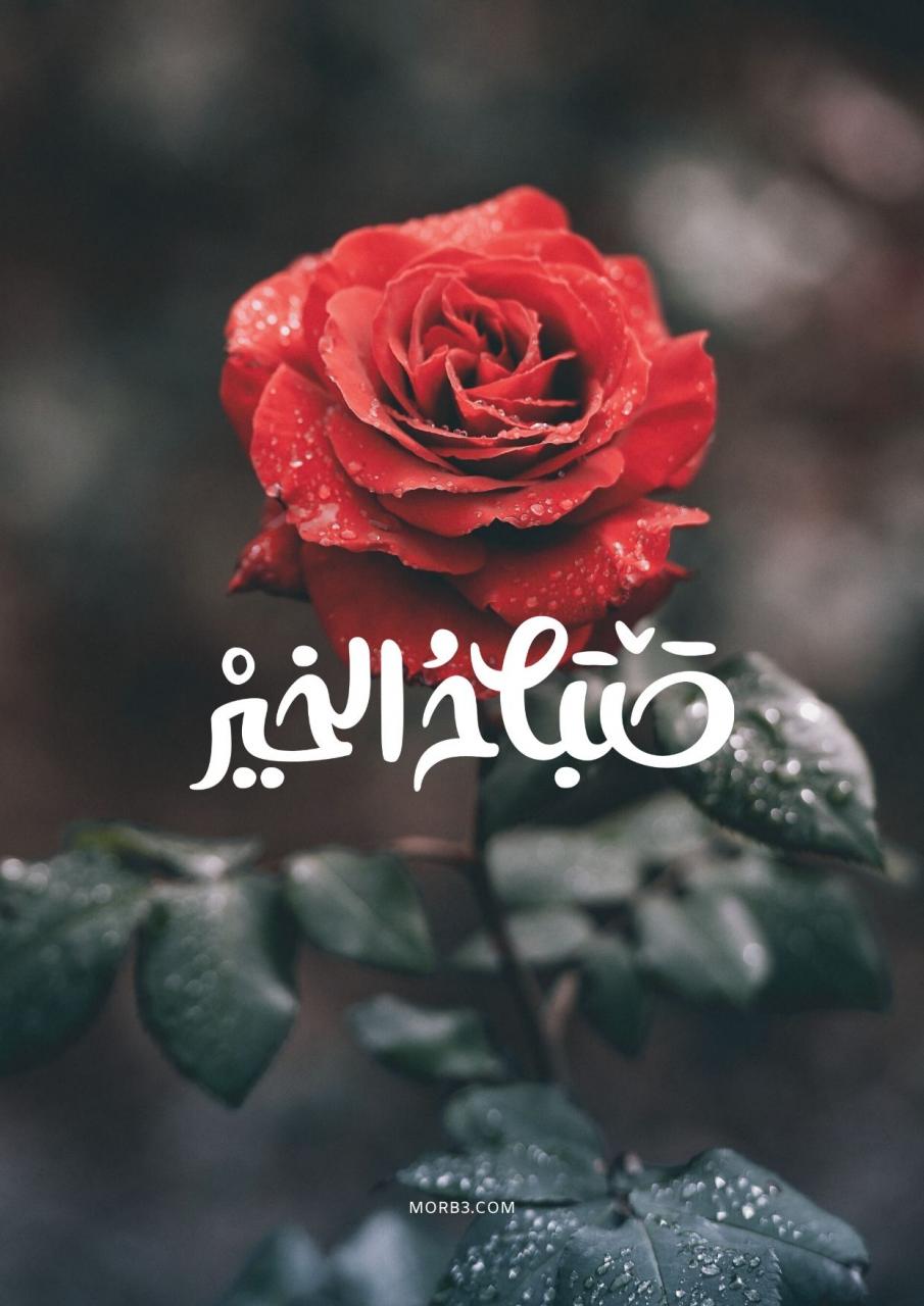 صور ورد مع صباح الخير - اجمل كلام صباح الخير 4723 2