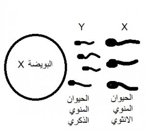 مين جربت تحديد جنس الجنين بعد قدره الله