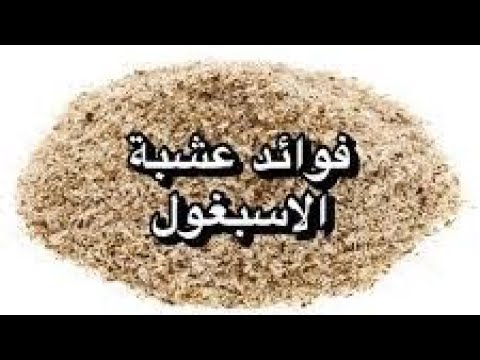 العشبة المعجزة الاسبغول، العشبة السحرية 1026 2