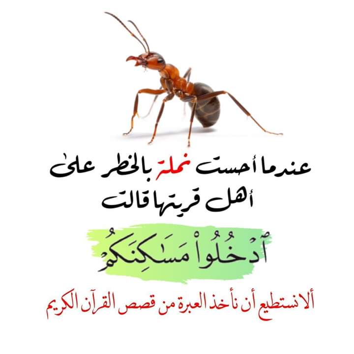 الصراصير والرقية , علاقة الصراصير بالحسد